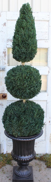 60 inch  Preserved Double Ball Cone Topiary
